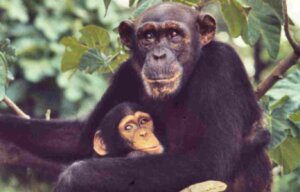 Chimpanzee Rehabilitation Project Camp Gambia