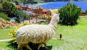 Alpacas,avoiding altitude sickness in Bolivia, best Bolivia itinerary, how to avoid altitude sickness