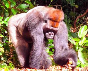 Republic of the Congo, Rescued Gorillas, Brazzaville, Congo Gorillas, Lesio Louna Gorilla Reserve