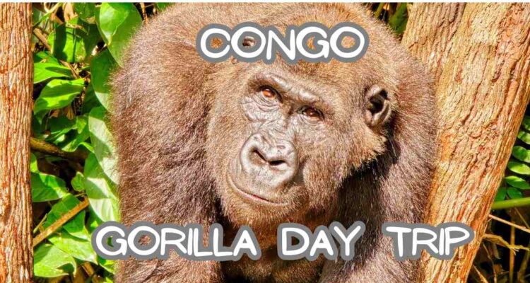 Lesio Louna Gorilla Reserve, Republic of Congo Gorillas