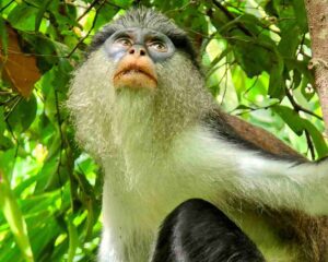 Lekki Conservation Centre Lagos Nigeria Mono Monkey