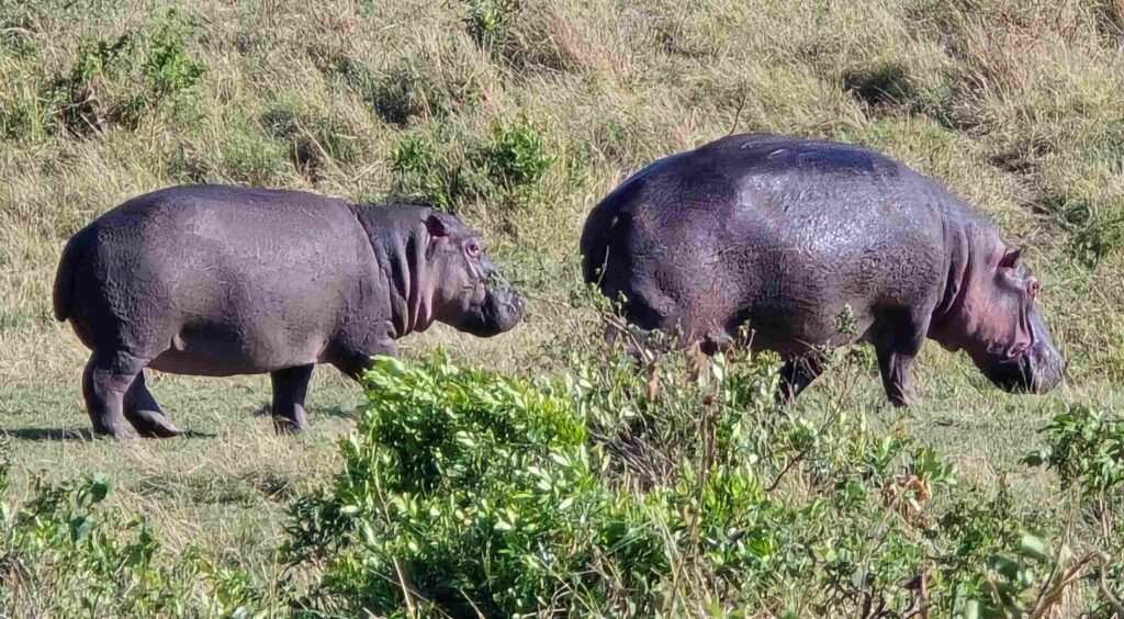 Lake Nakuru safari