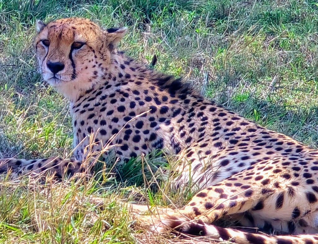 Masai Mara safari