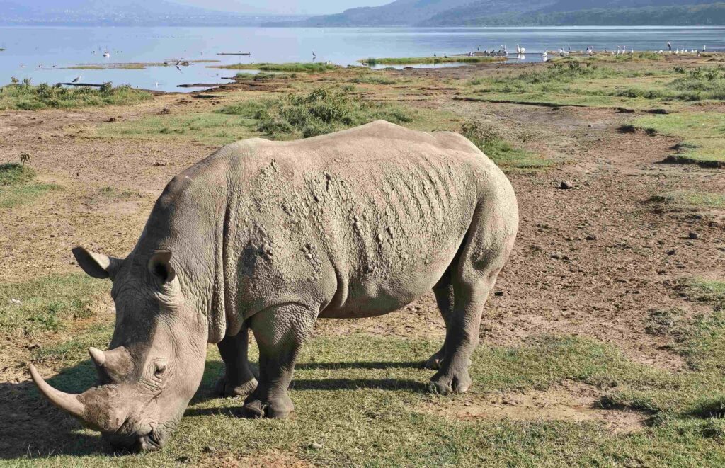 Lake Nakuru safari