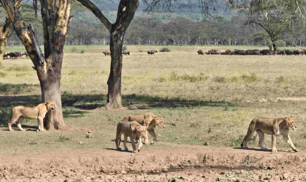 Amboseli safari