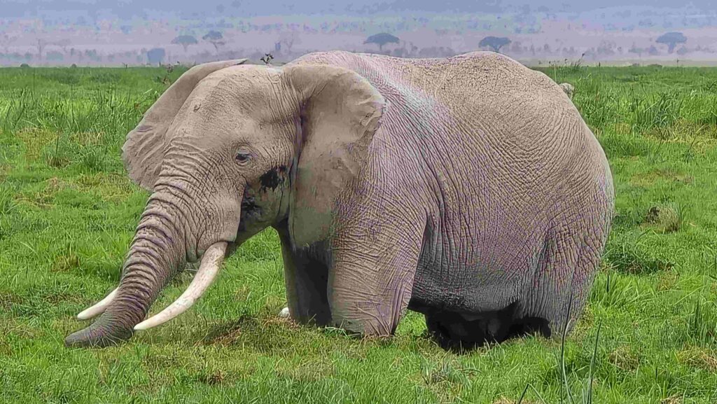 Amboseli safari