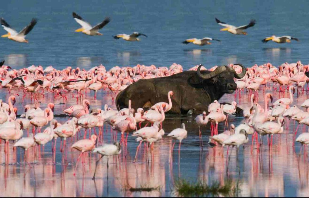 Lake Nakuru safari