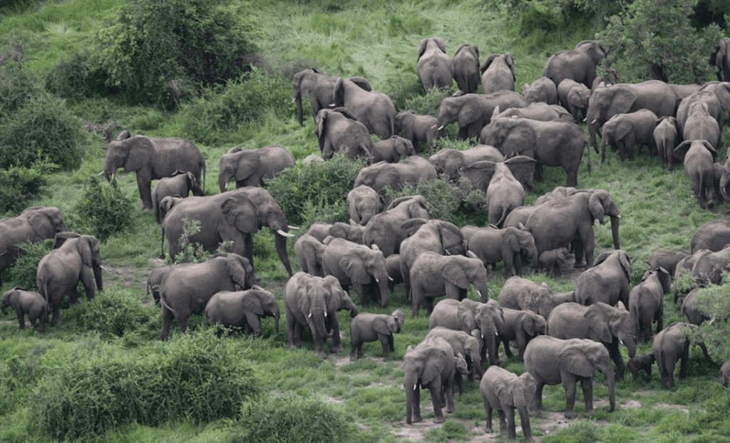 Zakouma National Park