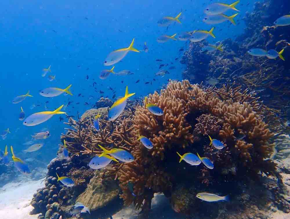 Koh Tao snorkeling guide