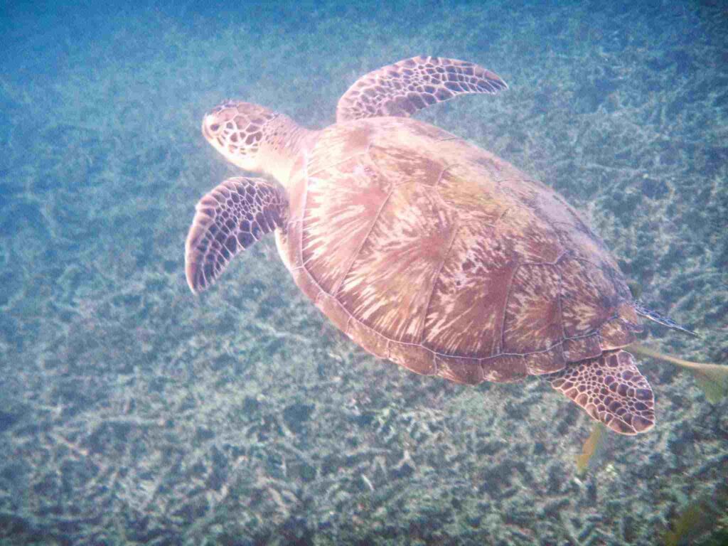 where to snorkel in Koh Tao