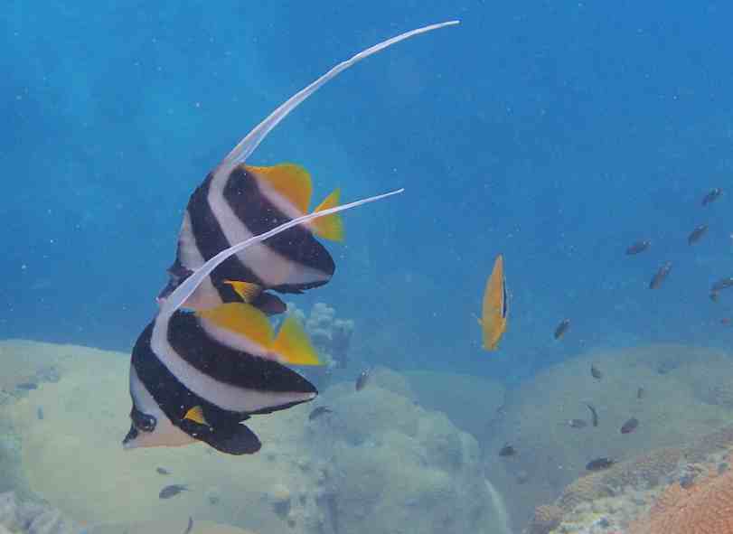 best snorkeling spots in Koh Tao