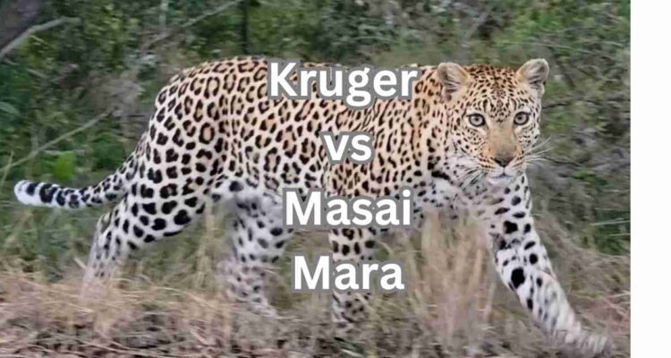 budget safari Kruger vs Masai Mara