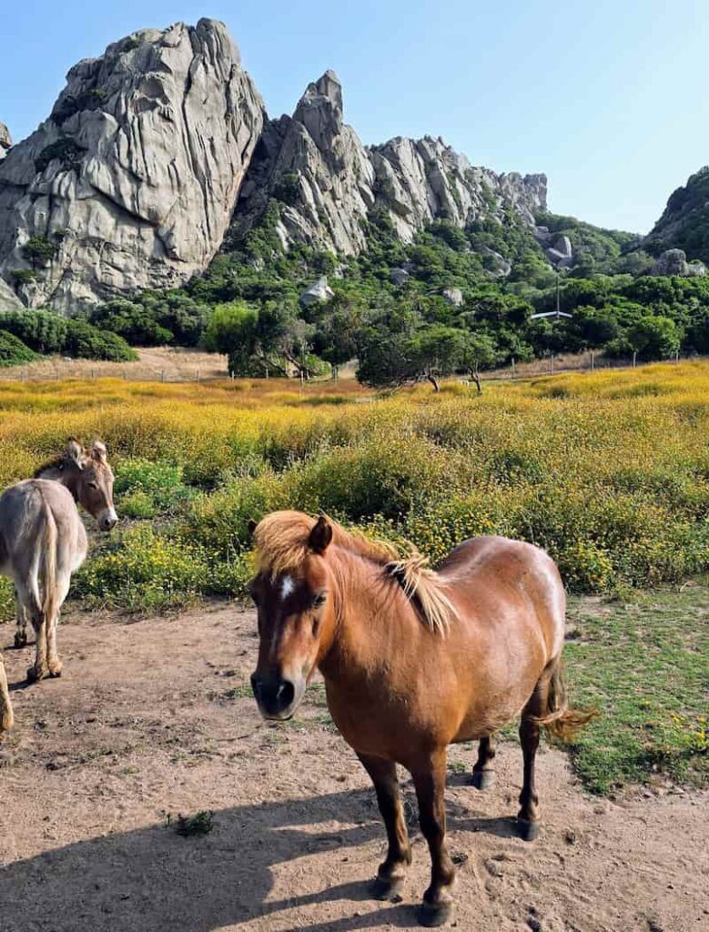 best area to stay in Corsica